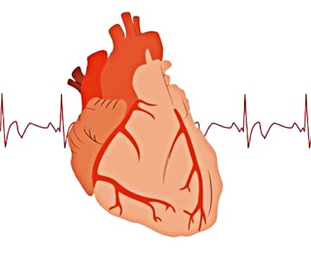 심장 부정맥 증상